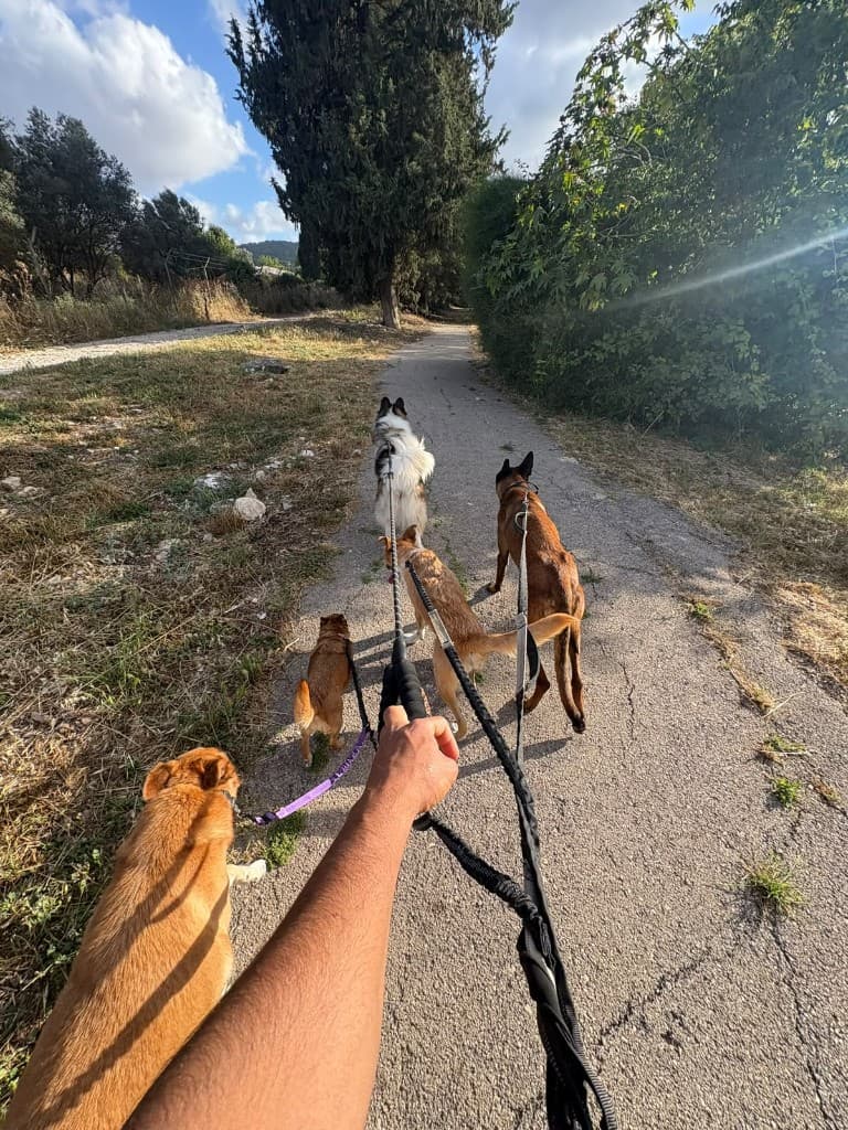 רגע מהחצר והטיולים בפנסיון חבר בחצר