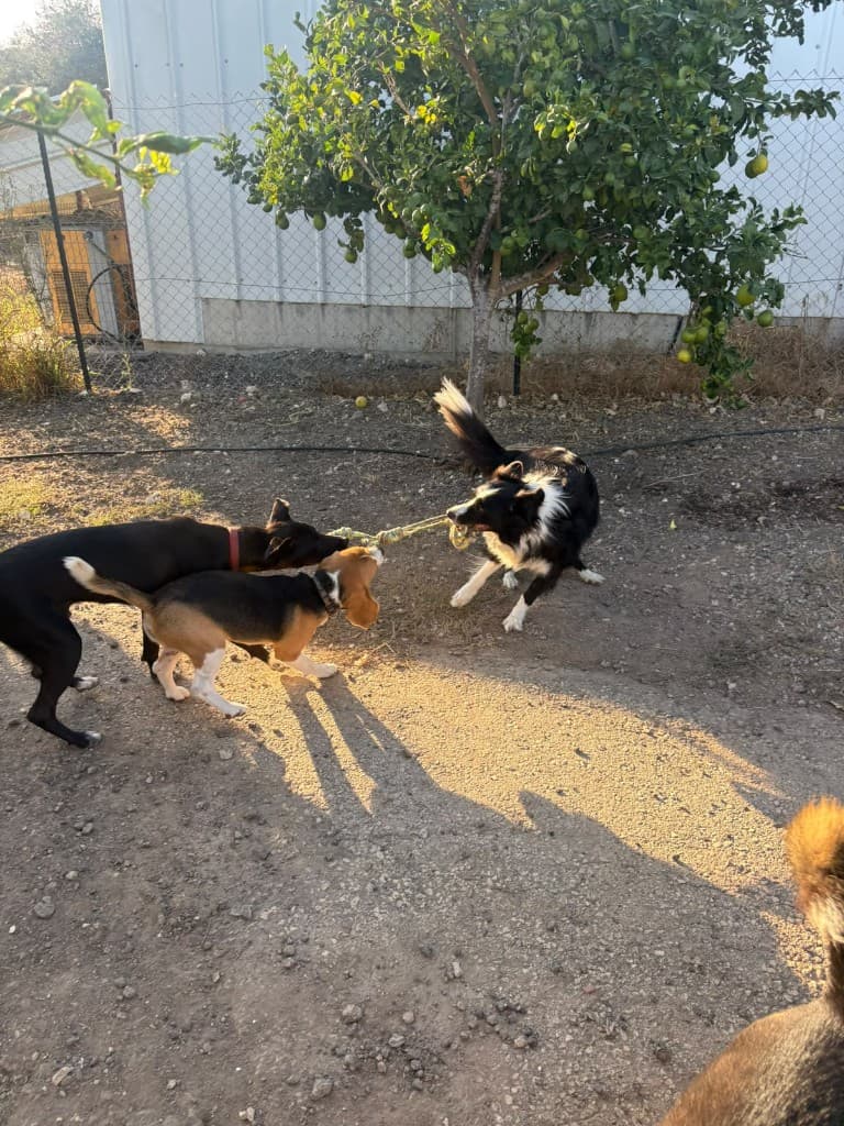 רגע מהחצר והטיולים בפנסיון חבר בחצר