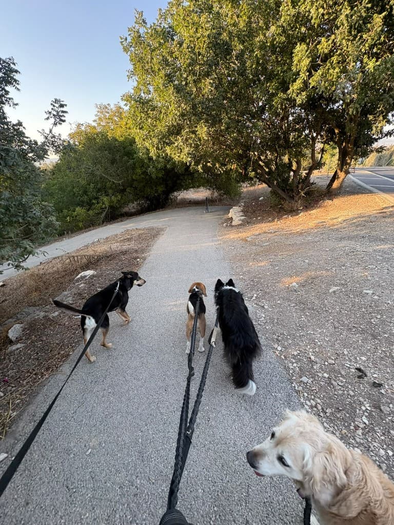 רגע מהחצר והטיולים בפנסיון חבר בחצר