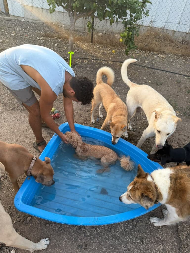 רגע מהחצר והטיולים בפנסיון חבר בחצר